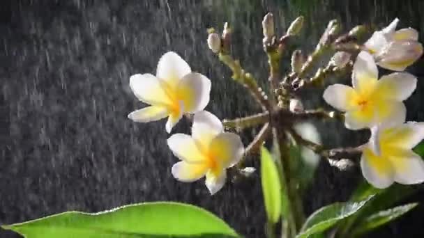 Fiore Gelsomino Indiano Occidentale Sotto Pioggia — Video Stock