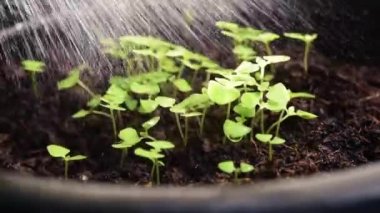  Kıllı fesleğen filizine fışkıran su