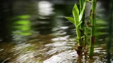 Su bambusu suda yetişir.