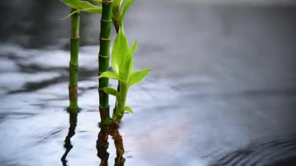 Water Bamboo Growing Canal Water — Stock Video
