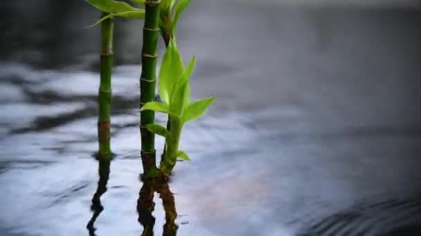 Water Bamboo Plant Growing Canal Water — Stock Video