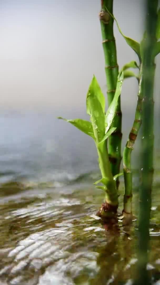 竹子长在水里 垂直生长 — 图库视频影像