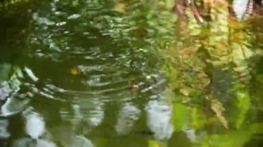  Suda yüzen küçük balıklar