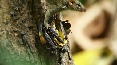 sincap olgun muz yiyor.