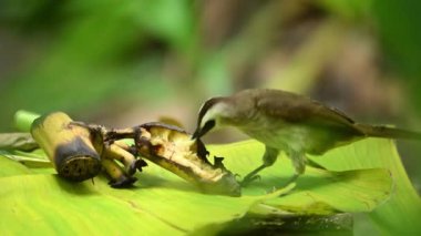 Hızlı kuş bahçede olgun muz yiyor.