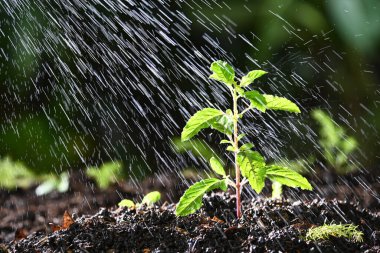  watering red sacred basil sprout 