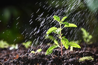watering to red sacred basil
