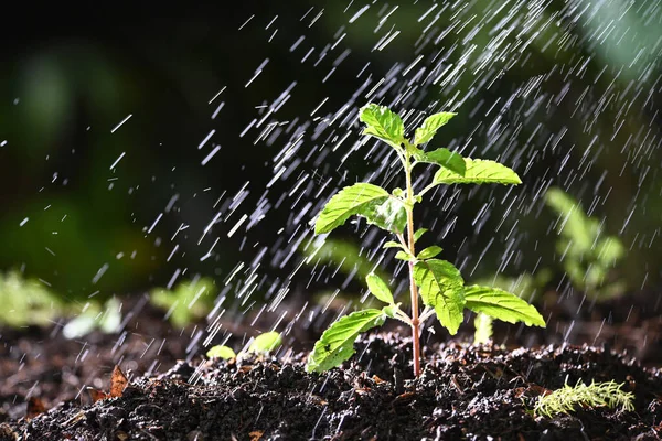 watering to red sacred basil