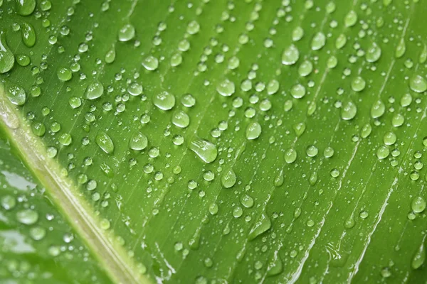 Gocce Acqua Sulla Foglia Banana Fotografia Stock