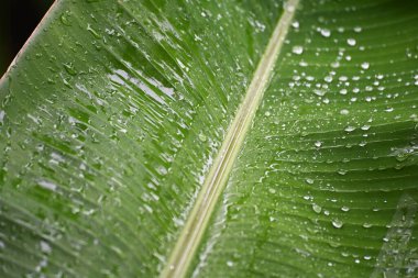 rain water drop on banana leaf
