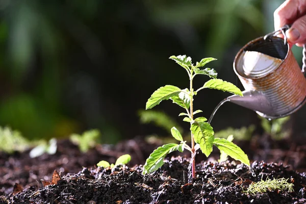 Gardener Watering Red Sacred Basil — Fotografia de Stock