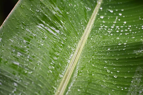 Rain Water Drop Banana Leaf Stockbild