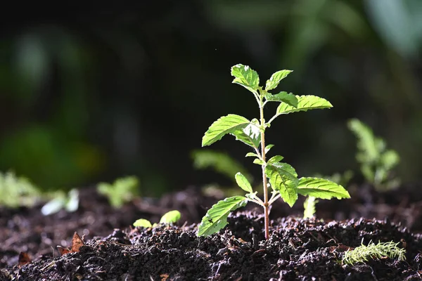 Red Sacred Basil Growing Sunlight Fotografias De Stock Royalty-Free