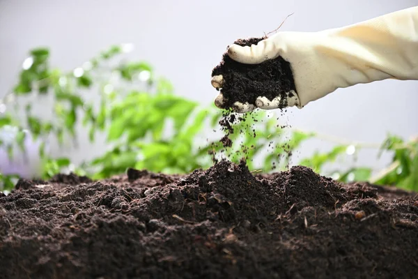 Farmer Checking Soil Condition Gardening Imagen De Stock