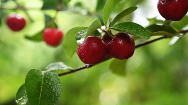  cherry fruit on its tree after rain