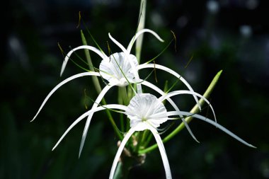  crinum lily flower blooming in sunlioght