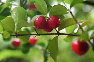  ripe cherry fruit on its tree after rain