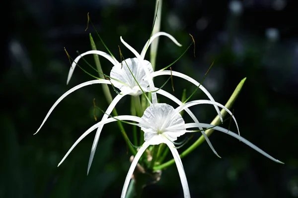 Crinum Lily Flower Blooming Sunlioght — Stock Photo, Image