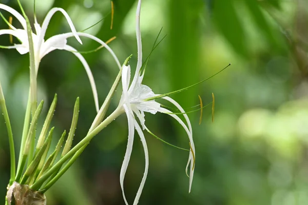 Crinum Lily Flower Blooming Sunlight Stockbild