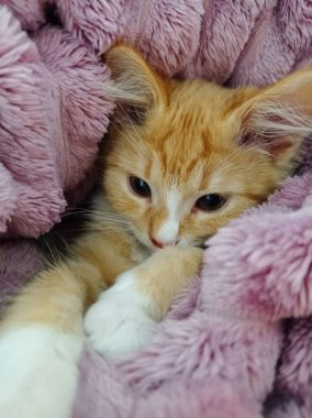 Şirin kırmızı kedi yavrusu sıcak pembe bir battaniyenin içinde yatıyor. Kırmızı kedi yavrusuna yakın çekim. Ginger tekir kedicik.