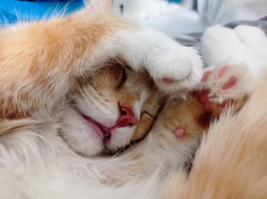 Tatlı uyuyan kırmızı kedi yavrusu.