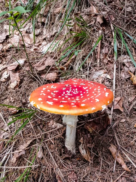 麝香蘑菇 秋天的时候在落叶中放飞不可知论的 野生有毒的红色蘑菇 — 图库照片
