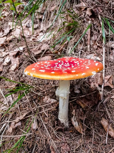 麝香蘑菇 秋天的时候在落叶中放飞不可知论的 野生有毒的红色蘑菇 — 图库照片