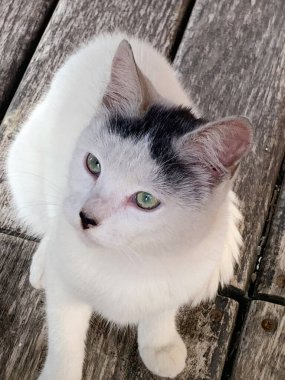 ahşap katta oturan kedi