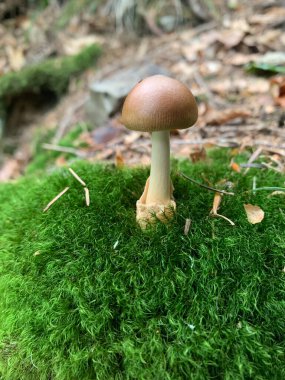 Yeşil yosunlu mantar. Yaz ormanı. Kapat.