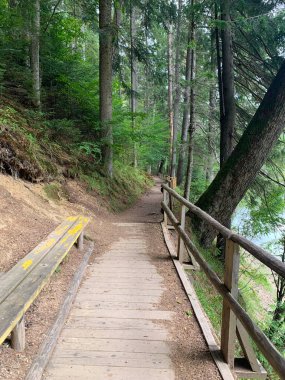 Ormanda iz var. eski bank