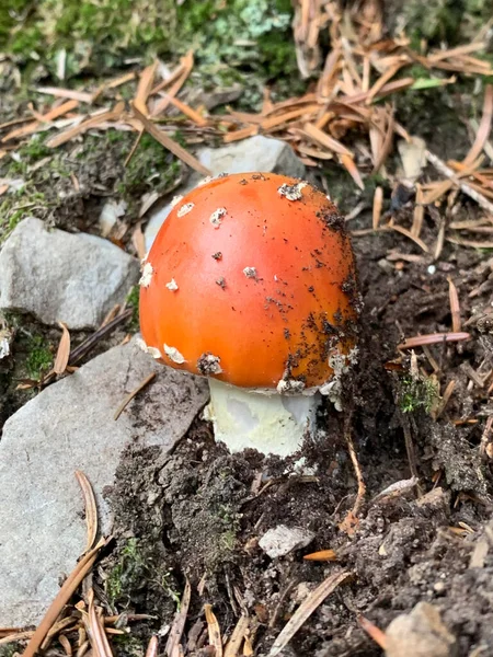 麝香蘑菇 秋天的时候落叶中的小苍蝇不可知论 野生有毒红色蘑菇 — 图库照片