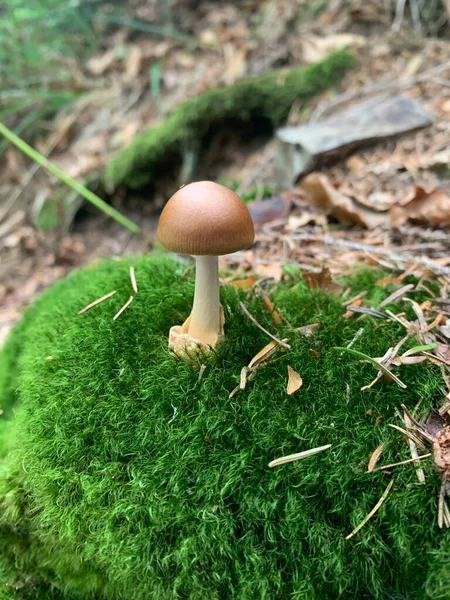 绿色苔藓中的蘑菇 夏天的森林关门了 — 图库照片