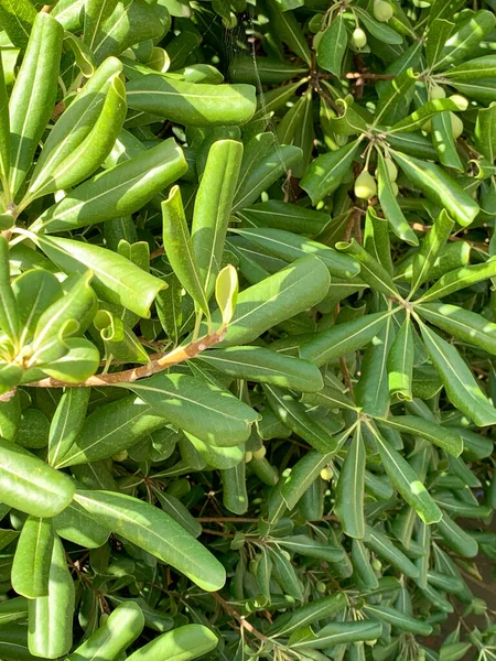 Grüne Blätter Des Baumhintergrundes — Stockfoto