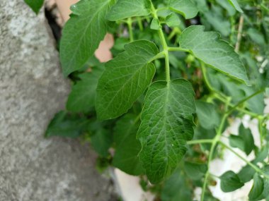 Bir seradaki fabrikayı kapatın.