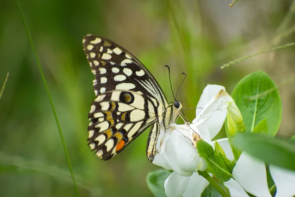 Mariposa Morfo Azul Brillante Colorido Una Flor Tulipán Contra Cielo — Foto de Stock