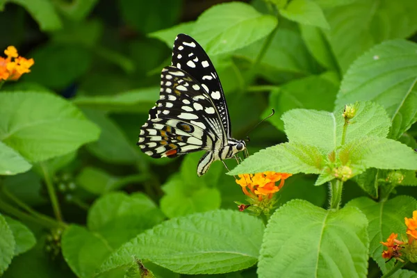 Mavi gökyüzüne karşı Lale çiçeğinin üzerindeki parlak mavi morpho kelebeği.