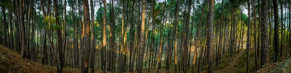 Pine Tree Forest Photography Background Panoramic View — Stock Photo, Image