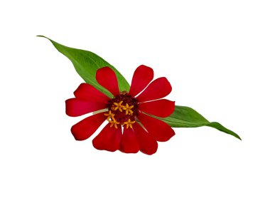 Zinnia elegans bolluk kırmızı güzel makro çekim sabah bahçede izole beyaz