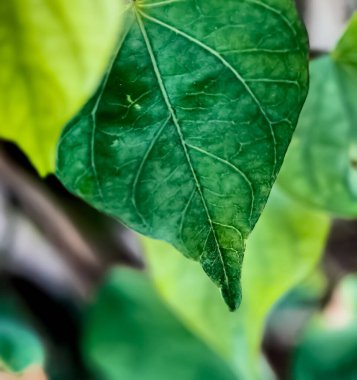 Kalp şeklinde yapraklar, sabahları makro çekim.