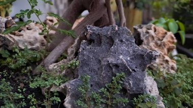 Yeşil ada Ficus kökleri mercanlarda Ficus microcarpa olarak da bilinir. Bu bitki Güney Çin ve Okyanusya adasına özgüdür. Öğleden sonra evin önünde bitkiler vuruldu.