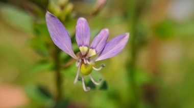 Cleome Rutidosperm 'in Macro' su, yaygın olarak örümcek kenarı çiçeği ya da arka plan olarak bulanık yeşil ve sarı yapraklar üzerinde mor Cleome olarak bilinir.