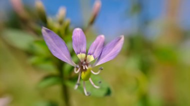 Cleome Rutidosperm 'in Macro' su, yaygın olarak örümcek kenarı çiçeği ya da arka plan olarak bulanık yeşil ve sarı yapraklar üzerinde mor Cleome olarak bilinir.