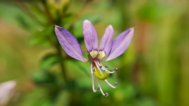Cleome Rutidosperm 'in Macro' su, yaygın olarak örümcek kenarı çiçeği ya da arka plan olarak bulanık yeşil ve sarı yapraklar üzerinde mor Cleome olarak bilinir.