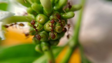 Küçük Kırmızı Ateş Karınca, seçici bir odak noktasıyla meyve yapraklarıyla beslenir. Makro çok sayıda ateş karıncasını ya da kırmızı karıncaları ışıklandırma ile kaplar, arka plan duvar kağıdı için mükemmeldir.