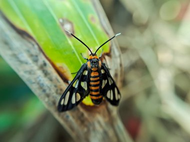Amata huebneri, kaplan ve kürklü ayı güvelerinin süper ailesi Arctiinae 'de uçan bir güve türüdür. Endonezya ve Güneydoğu Asya 'nın çoğunda görülebilir.