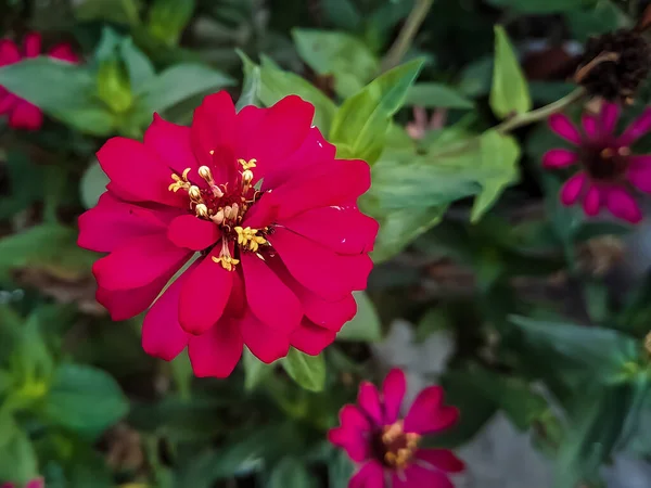 Zinnia Elegans Άφθονη Κόκκινη Μακροσκοπική Λήψη Πρωί Στον Κήπο — Φωτογραφία Αρχείου