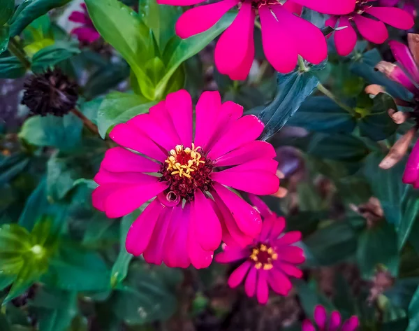 Zinnia Elegans Profusão Macro Tiro Vermelho Parte Manhã Jardim — Fotografia de Stock