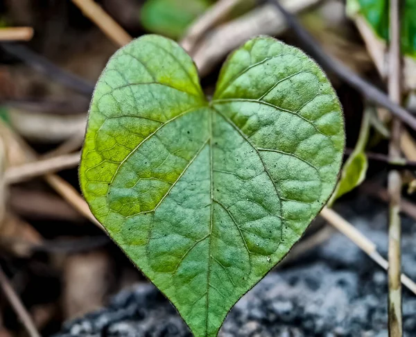 Kalp Şeklinde Yapraklar Sabahları Makro Çekim — Stok fotoğraf