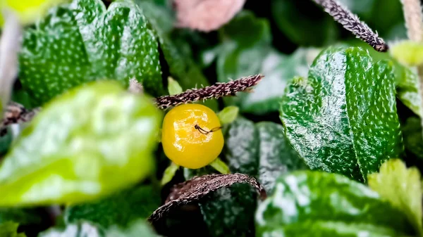 Fruta Flora Planta Arbustiva Murraya Paniculata Macro Tiro Jardim Pela — Fotografia de Stock