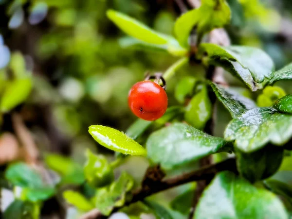 Früchte Und Flora Der Buschigen Pflanze Murraya Paniculata Makroaufnahme Garten — Stockfoto